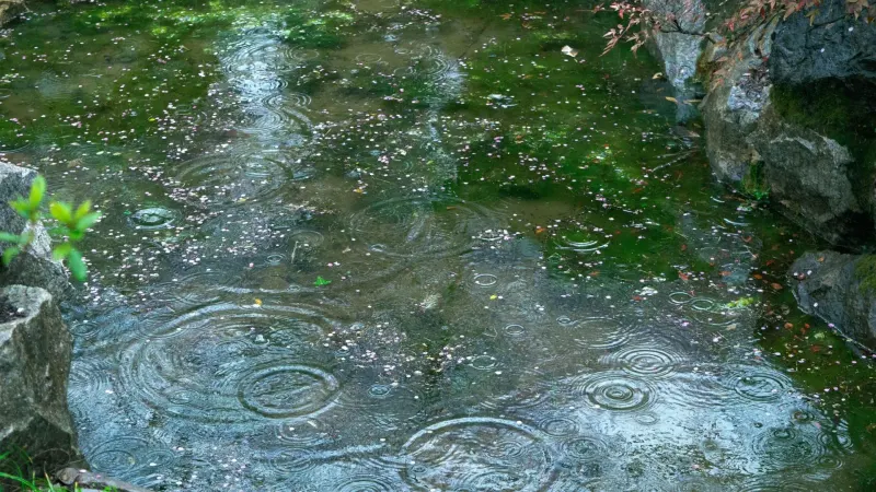 Heavy Summer Rain & Your Plumbing: How to Prevent Backyard Flooding in St. Pete — Hafke Plumbing, St. Petersburg FL