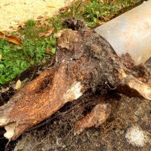 Tree root in a sewer pipe