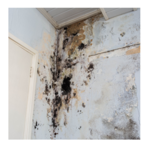 A bathroom with mold